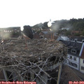 20_00-nest.jpg