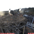20_05-nest.jpg