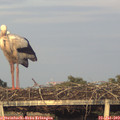 20_10-mast.jpg
