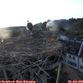 20_10-nest.jpg