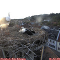 20_15-nest.jpg