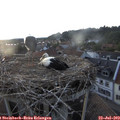 20_20-nest.jpg