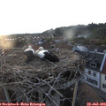 20_25-nest.jpg