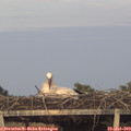 20_30-mast.jpg