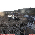 20_30-nest.jpg