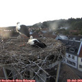 20_35-nest.jpg