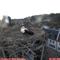20_40-nest.jpg
