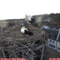 20_50-nest.jpg