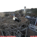 20_55-nest.jpg