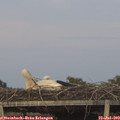 21_05-mast.jpg
