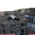 21_05-nest.jpg