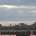 05_50-mast.jpg