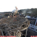 06_00-nest.jpg