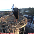 06_10-nest.jpg