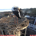 06_20-nest.jpg