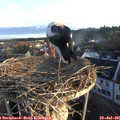 06_25-nest.jpg