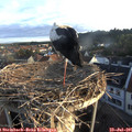 06_30-nest.jpg
