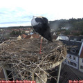 06_35-nest.jpg
