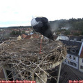 06_40-nest.jpg