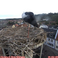 06_45-nest.jpg