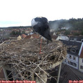 06_50-nest.jpg