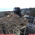 06_55-nest.jpg
