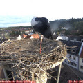 07_00-nest.jpg