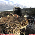 07_05-nest.jpg