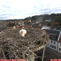 07_20-nest.jpg