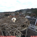 07_25-nest.jpg