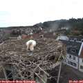 07_30-nest.jpg