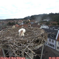 07_35-nest.jpg
