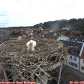 07_40-nest.jpg
