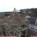 07_45-nest.jpg