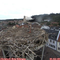 07_50-nest.jpg