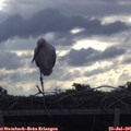 07_55-mast.jpg