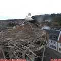 07_55-nest.jpg