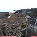 08_05-nest.jpg