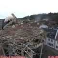 08_10-nest.jpg