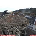 08_15-nest.jpg