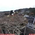 08_20-nest.jpg