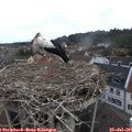 08_25-nest.jpg