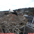 08_30-nest.jpg