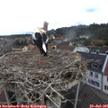 08_35-nest.jpg