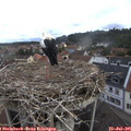 08_40-nest.jpg