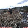 08_45-nest.jpg