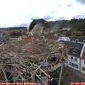 08_50-nest.jpg