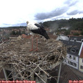 08_55-nest.jpg