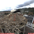 09_00-nest.jpg