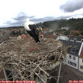 09_10-nest.jpg